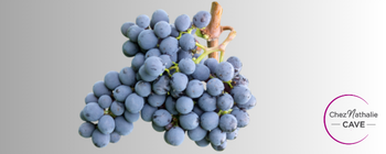 Grappe de raisin cépage Sangiovese | Cave chez Nathalie