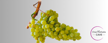 Grappe de raisin cépage Sauvignon blanc | Cave chez Nathalie