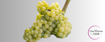 Grappe de raisin cépage Savagnin | Cave chez Nathalie