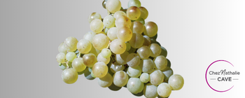 Grappe de raisin cépage Sémillon