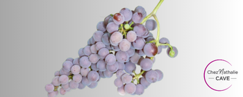Grappe de raisin cépage Souvignier Gris