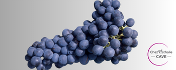 grappe de raisin cépage Syrah
