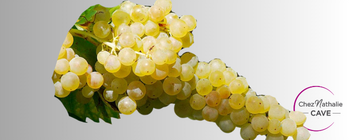 grappe de raisin cépage trébbiano toscano
