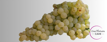 grappe de raisin cépage ugni blanc