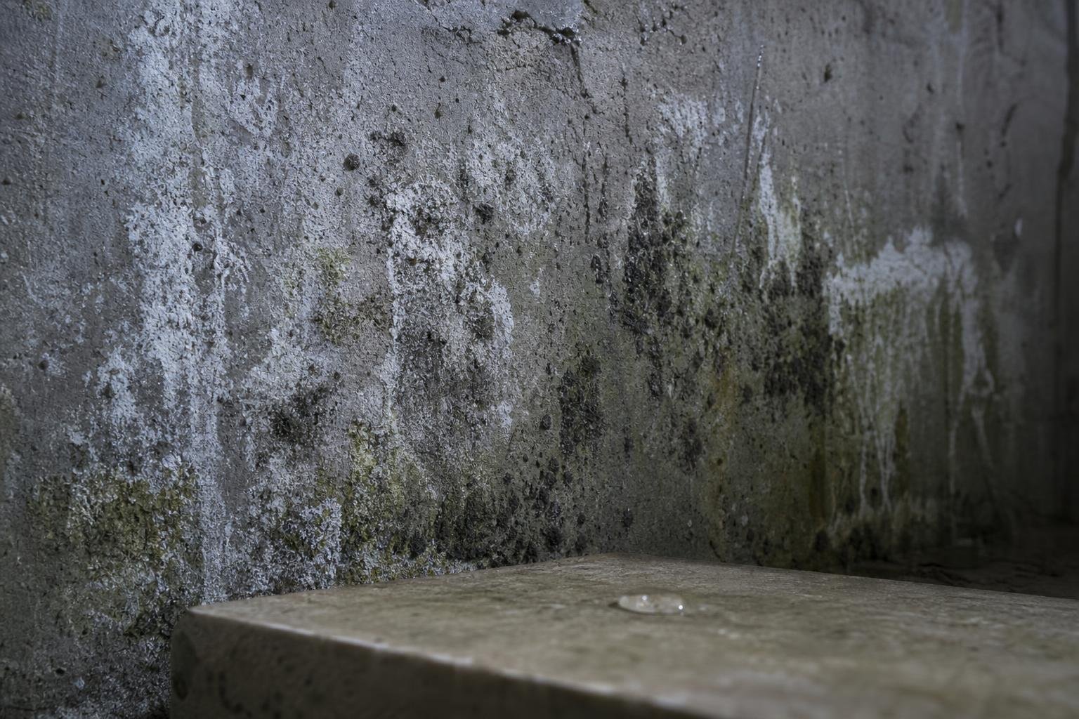 Mur humide et algue sur fond de cave, avec dalle en bas et trace d’humidité, exemple d’un besoin d’aménager une cave humide.