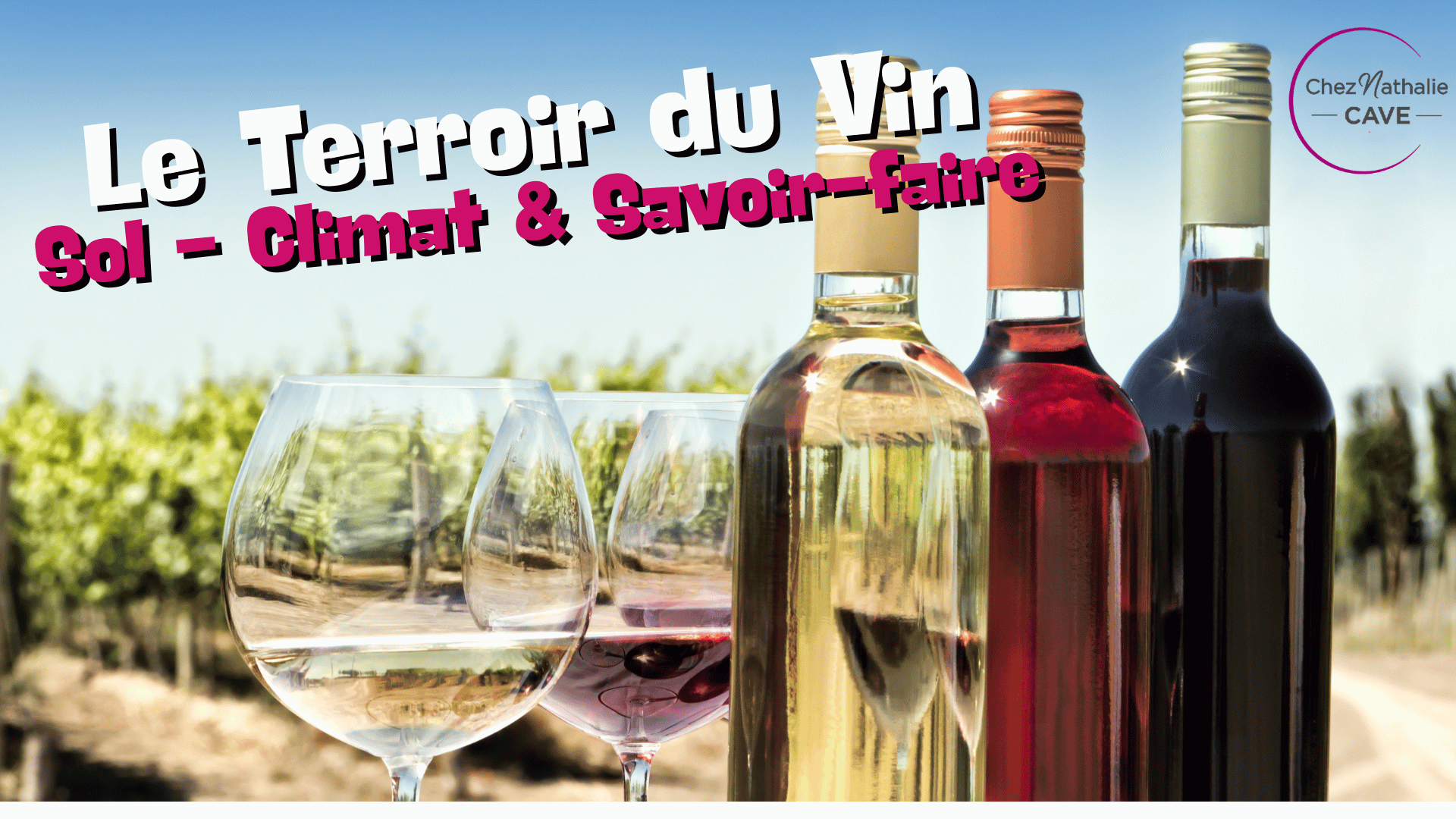 Terroir du vin : sol, climat et savoir-faire expliqués