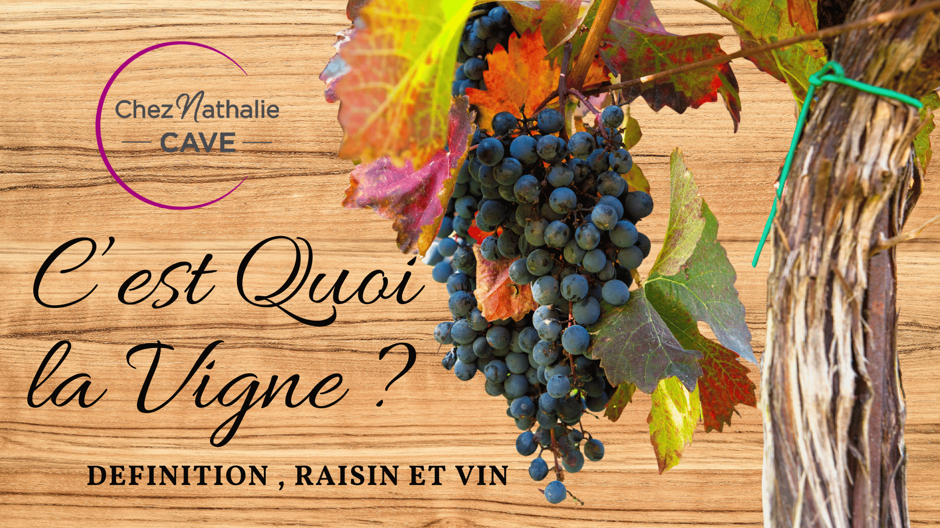 C'est quoi la vigne ? Définition, raisin et vin